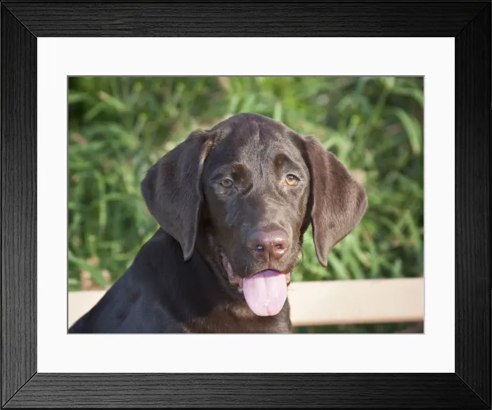 Framed Print : DDE-90037473 Framed Print : DDE-90037473