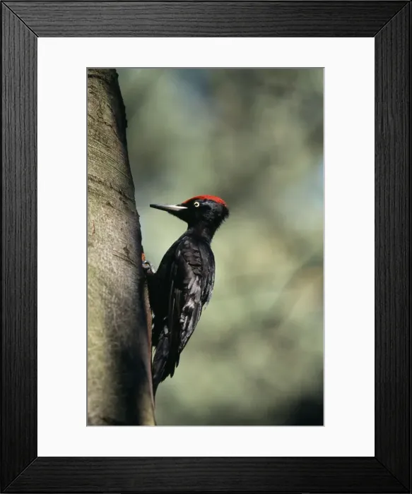 Framed Print : DDE-90037471 Framed Print : DDE-90037471