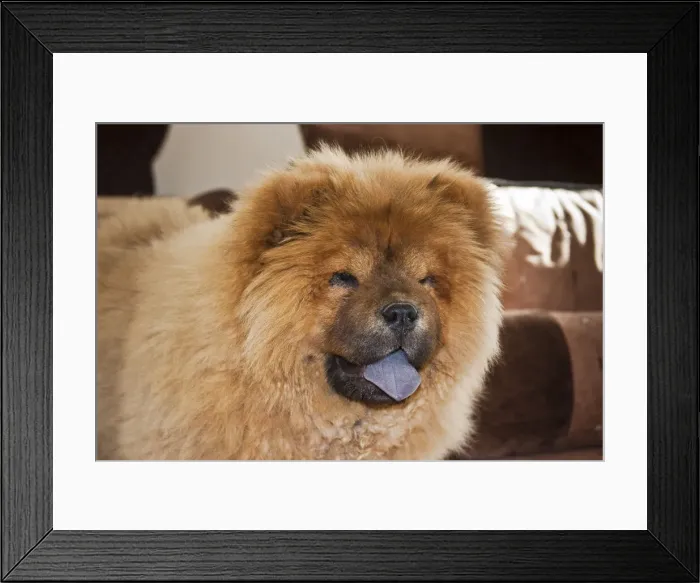 Framed Print : DDE-90037475 Framed Print : DDE-90037475