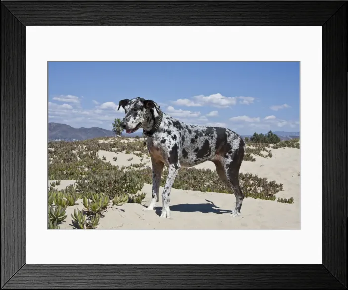 Framed Print : DDE-90037476