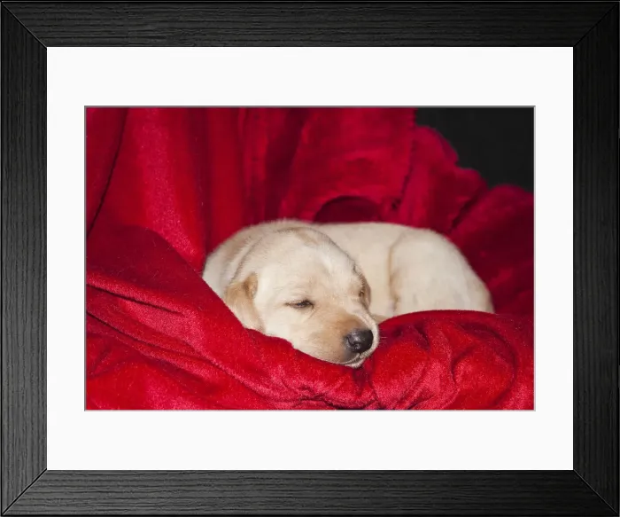Framed Print : DDE-90037474 Framed Print : DDE-90037474