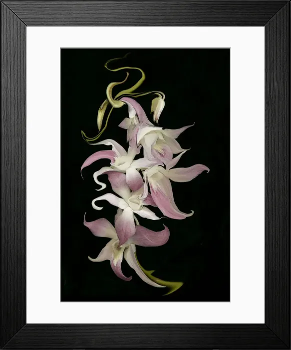 Framed Print : DDE-90037478 Framed Print : DDE-90037478