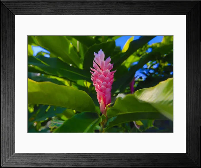 Framed Print : DDE-90037550 Framed Print : DDE-90037550