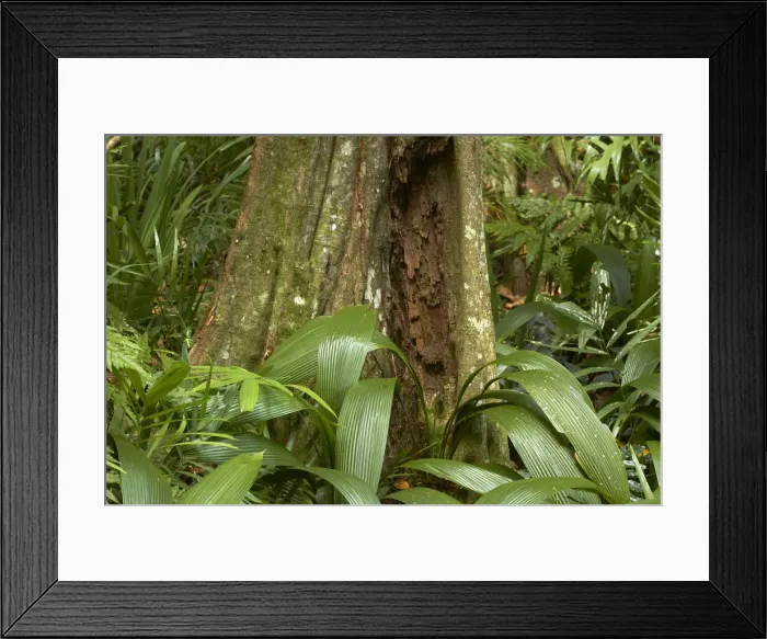 Framed Print : DDE-90037551 Framed Print : DDE-90037551