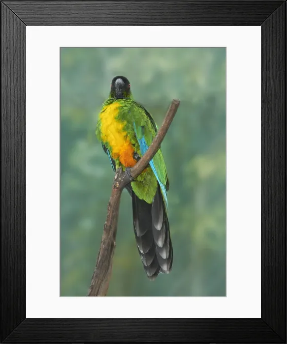 Framed Print : DDE-90037553 Framed Print : DDE-90037553