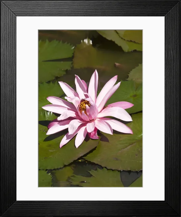 Framed Print : DDE-90037554