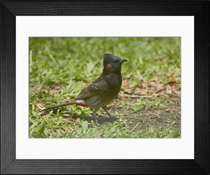 Framed Print : DDE-90037552 Framed Print : DDE-90037552
