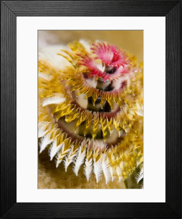 Framed Print : DDE-90037560 Framed Print : DDE-90037560