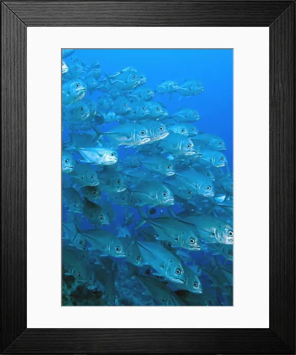 Framed Print : DDE-90037558 Framed Print : DDE-90037558