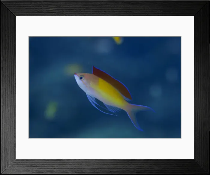 Framed Print : DDE-90037562 Framed Print : DDE-90037562