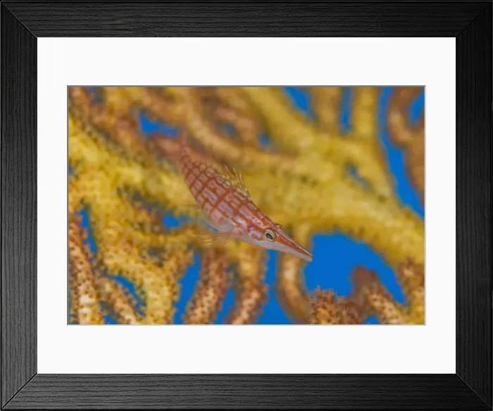 Framed Print : DDE-90037563 Framed Print : DDE-90037563