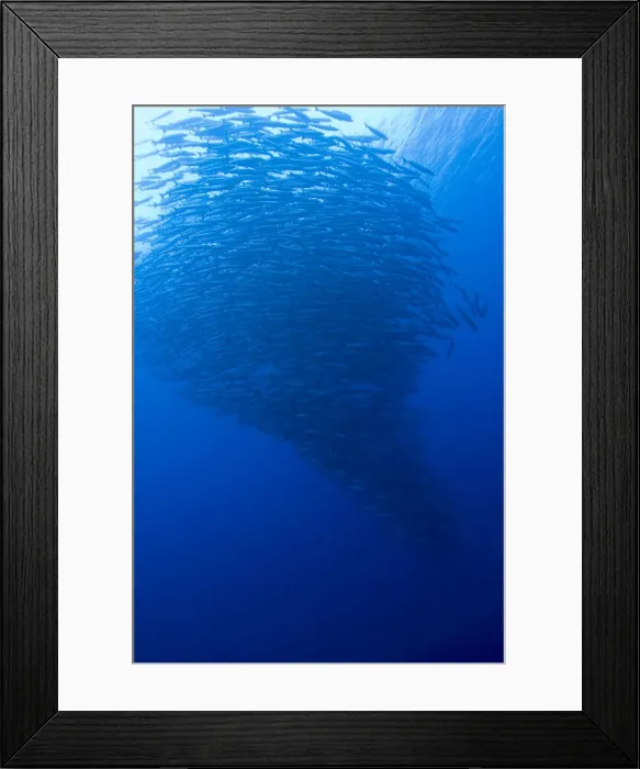 Framed Print : DDE-90037565 Framed Print : DDE-90037565