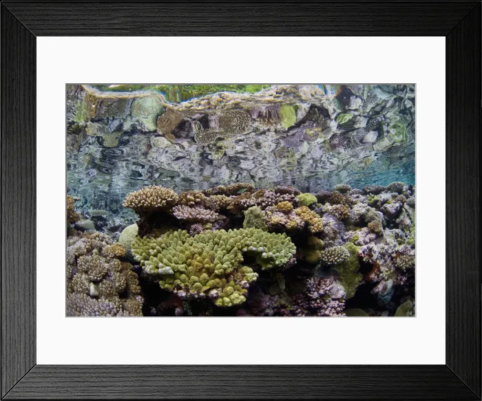 Framed Print : DDE-90037567