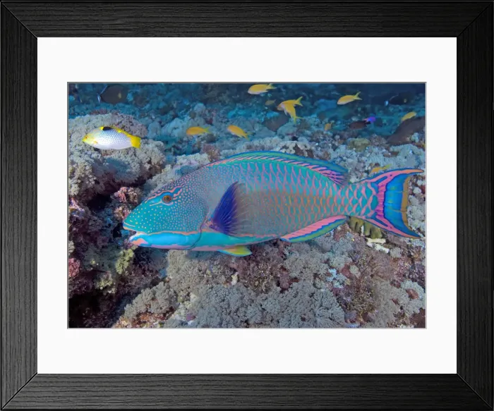 Framed Print : DDE-90037566 Framed Print : DDE-90037566