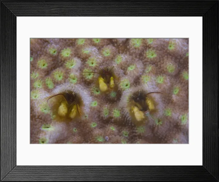 Framed Print : DDE-90037568 Framed Print : DDE-90037568