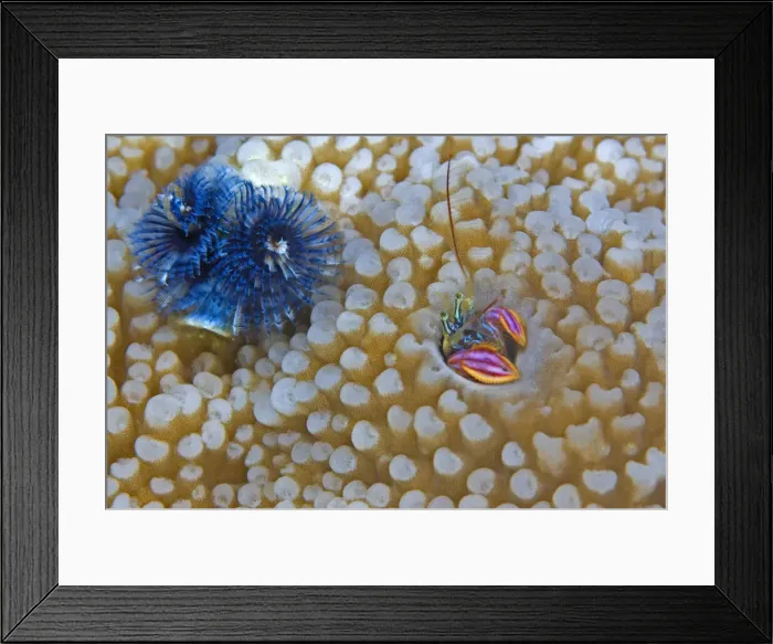 Framed Print : DDE-90037569 Framed Print : DDE-90037569