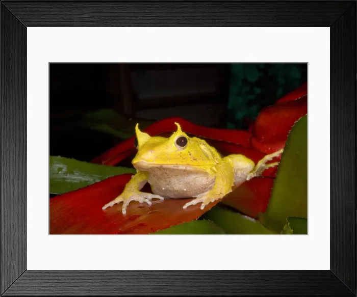 Framed Print : DDE-90037571