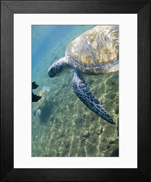 Framed Print : DDE-90037575 Framed Print : DDE-90037575