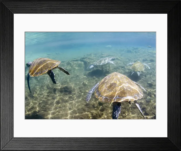 Framed Print : DDE-90037576 Framed Print : DDE-90037576