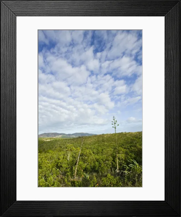 Framed Print : DDE-90037620 Framed Print : DDE-90037620