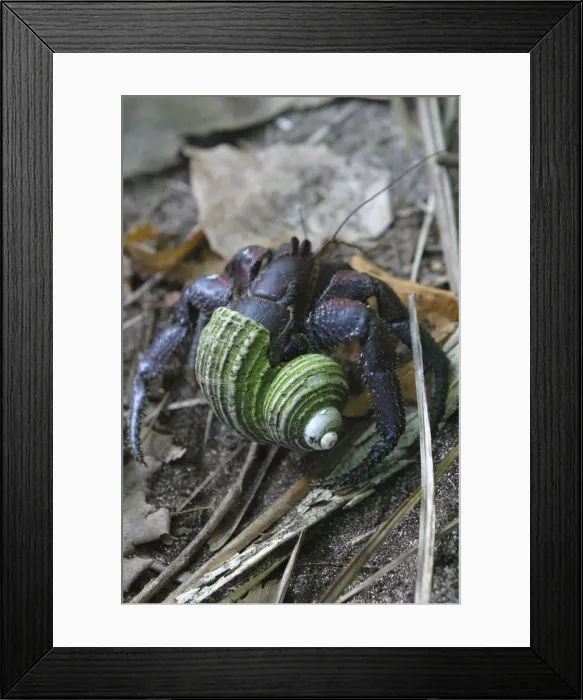 Framed Print : DDE-90037623 Framed Print : DDE-90037623