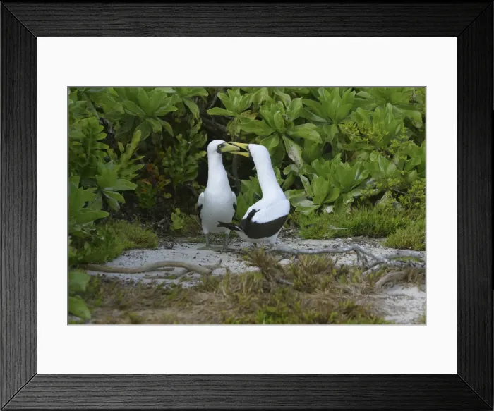 Framed Print : DDE-90037624 Framed Print : DDE-90037624
