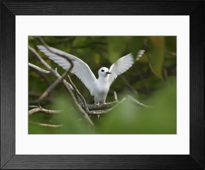 Framed Print : DDE-90037625