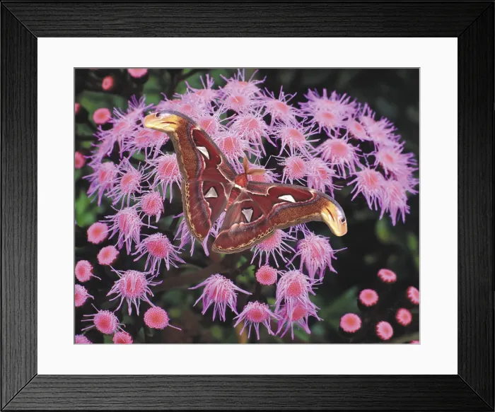 Framed Print : DDE-90037628 Framed Print : DDE-90037628