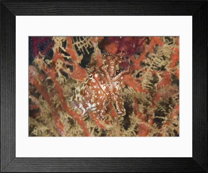 Framed Print : DDE-90037629 Framed Print : DDE-90037629
