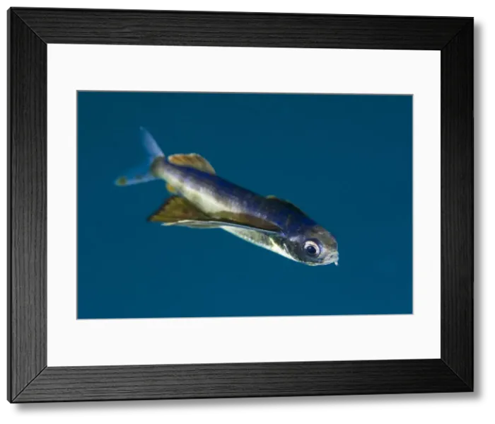 Framed Print : DDE-90037630 Framed Print : DDE-90037630