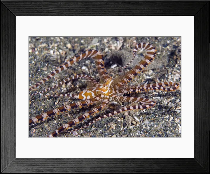 Framed Print : DDE-90037631 Framed Print : DDE-90037631