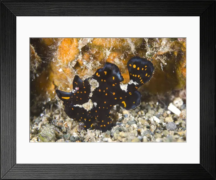 Framed Print : DDE-90037632