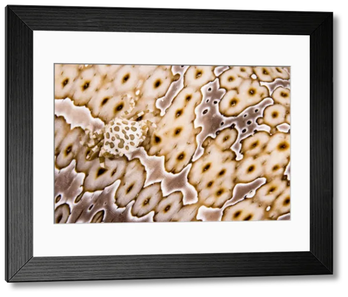 Framed Print : DDE-90037633 Framed Print : DDE-90037633