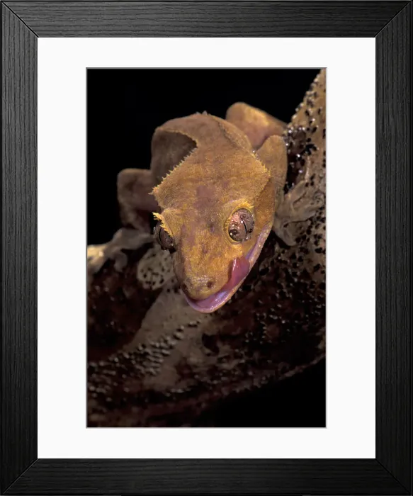 Framed Print : DDE-90037627 Framed Print : DDE-90037627