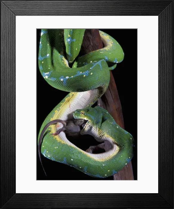 Framed Print : DDE-90037643 Framed Print : DDE-90037643