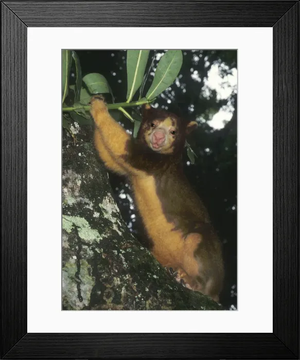 Framed Print : DDE-90037642