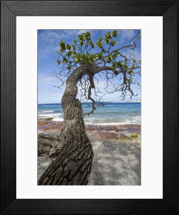 Framed Print : DDE-90037649 Framed Print : DDE-90037649