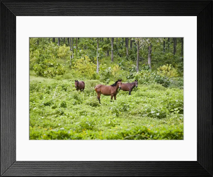 Framed Print : DDE-90037656 Framed Print : DDE-90037656