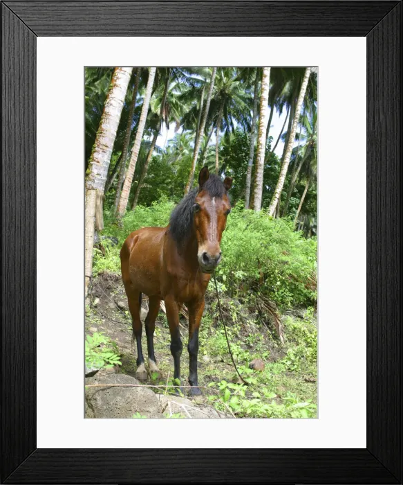 Framed Print : DDE-90037667 Framed Print : DDE-90037667