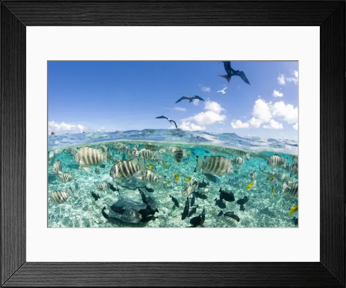 Framed Print : DDE-90037723 Framed Print : DDE-90037723