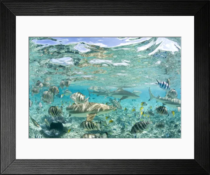 Framed Print : DDE-90037722 Framed Print : DDE-90037722