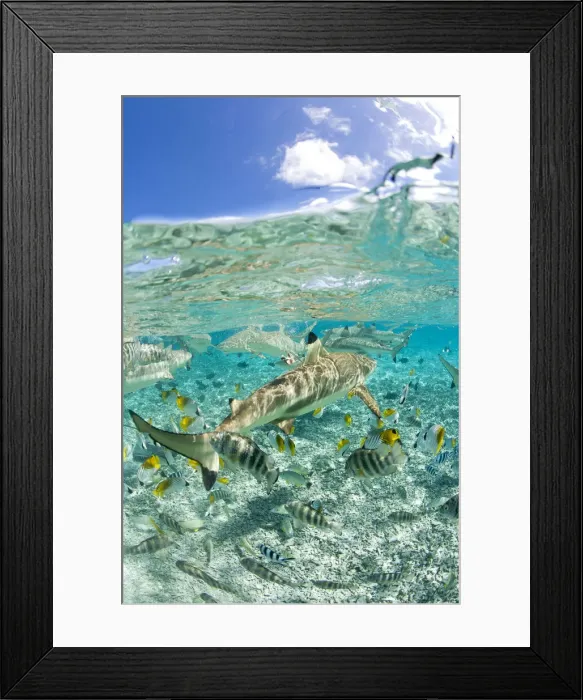 Framed Print : DDE-90037724 Framed Print : DDE-90037724