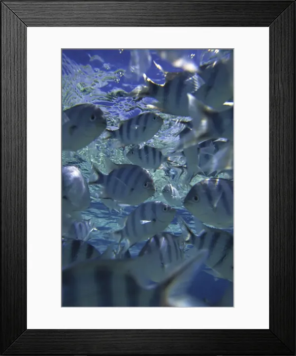Framed Print : DDE-90037740