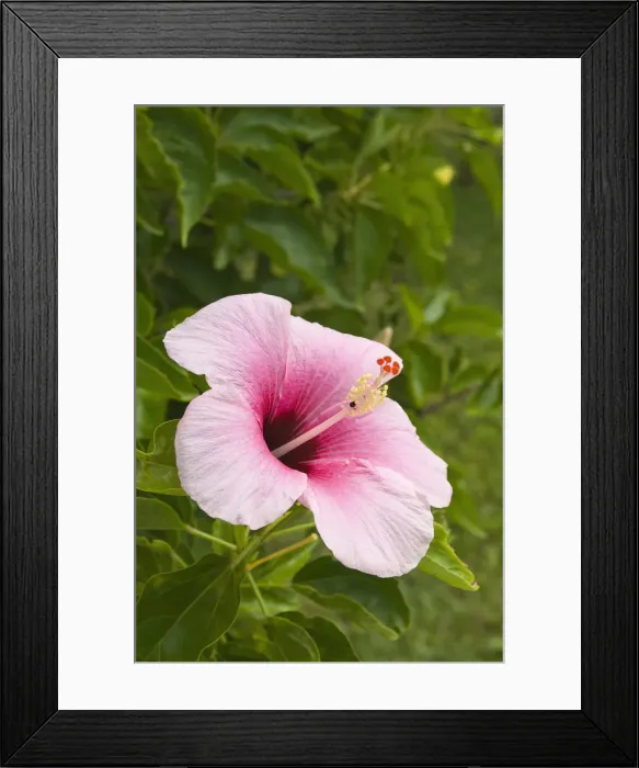 Framed Print : DDE-90037741