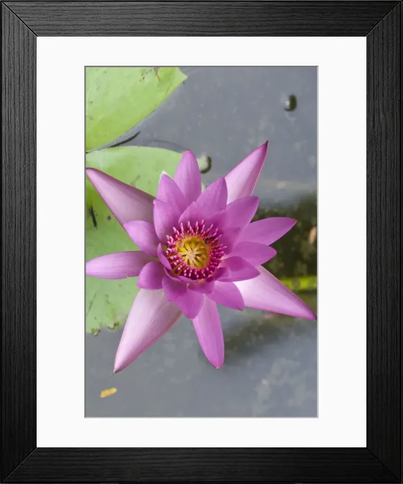 Framed Print : DDE-90037742 Framed Print : DDE-90037742