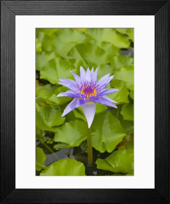 Framed Print : DDE-90037744 Framed Print : DDE-90037744