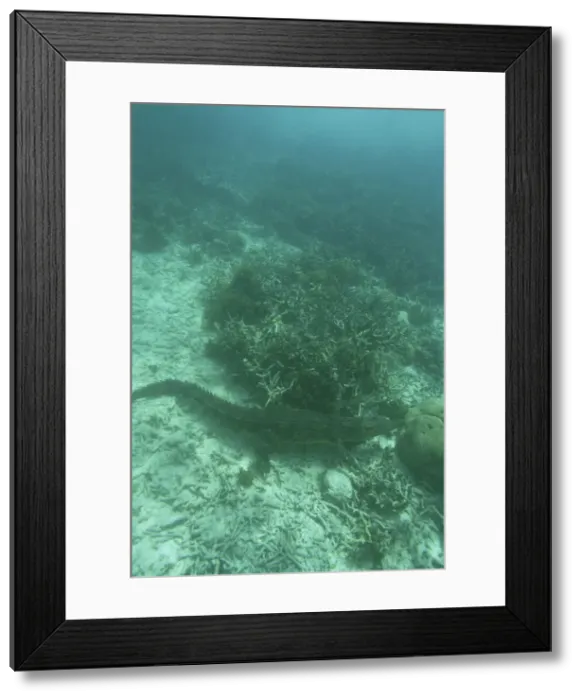 Framed Print : DDE-90037780 Framed Print : DDE-90037780