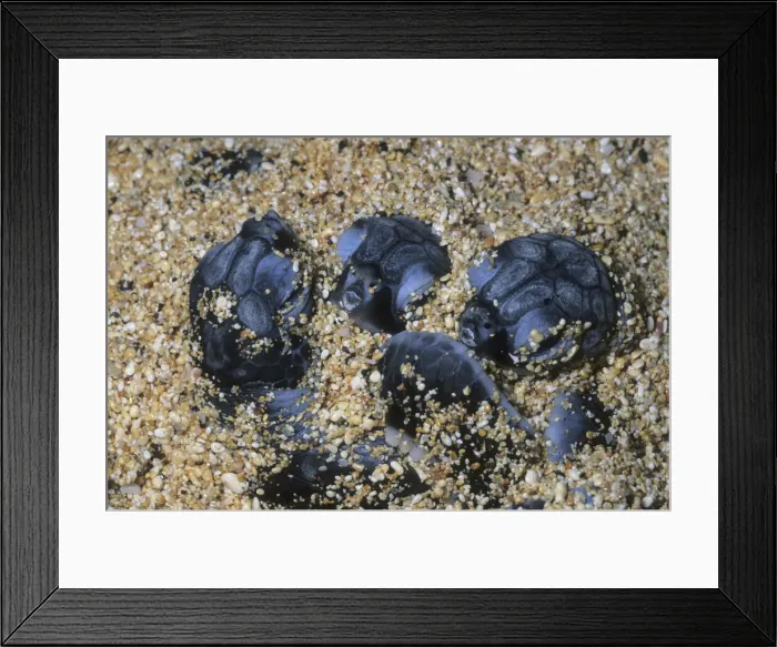 Framed Print : DDE-90037784 Framed Print : DDE-90037784