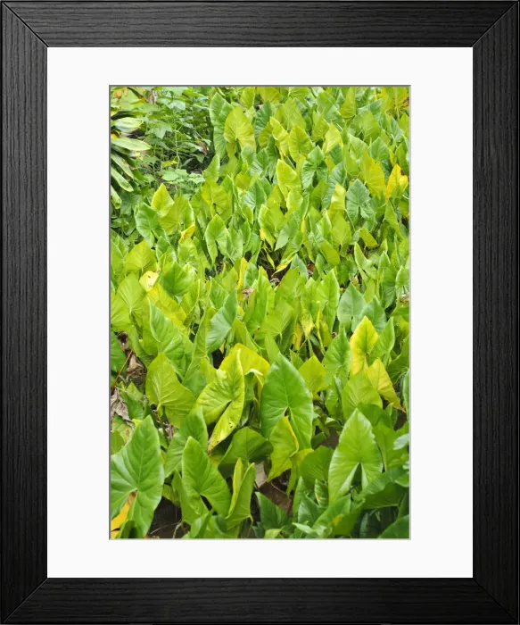 Framed Print : DDE-90037783 Framed Print : DDE-90037783