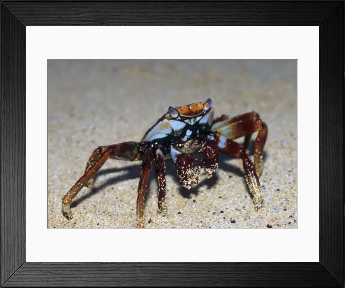 Framed Print : DDE-90037787 Framed Print : DDE-90037787